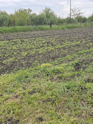 DOAR PÂNĂ LA SFÂRȘITUL LUI MAI: 45000 euro, pentru 2500mp  pământ INTRAVILAN, in Slobozia. - imagine 9