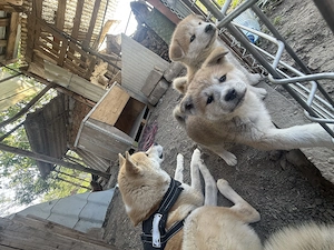 Vând doi puiuți de Akita Inu fără pedigree  - imagine 3