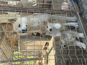 Vând doi puiuți de Akita Inu fără pedigree  - imagine 2