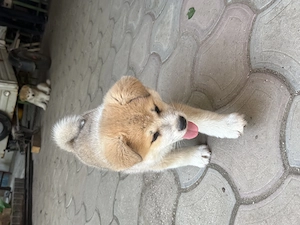 Vând doi puiuți de Akita Inu fără pedigree  - imagine 4