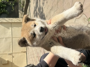 Vând doi puiuți de Akita Inu fără pedigree  - imagine 5