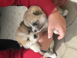 Vând doi puiuți de Akita Inu fără pedigree 