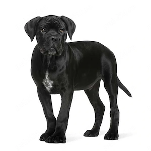 Femela Cane Corso 7 luni