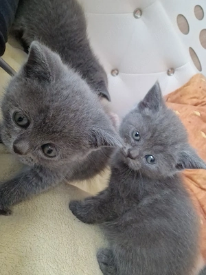 British Shorthair Blue  - imagine 5