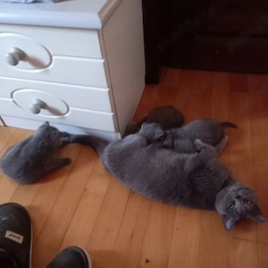 Suntem 2 puiuți  fete British Shorthair, cautam stapani,iubitori si grijulii!