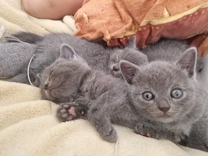 Băieței British Shorthair 