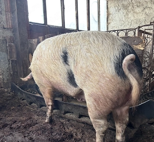 Vând porc pentru sacrificat  - imagine 4