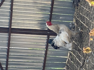 Cocos de vanzare