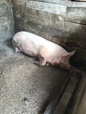 De vînzare 