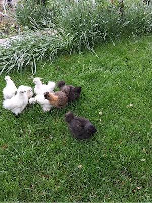 Gaini rasa: Matase japoneza, Cochinchina pitic, Araucana