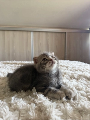 Scottish fold