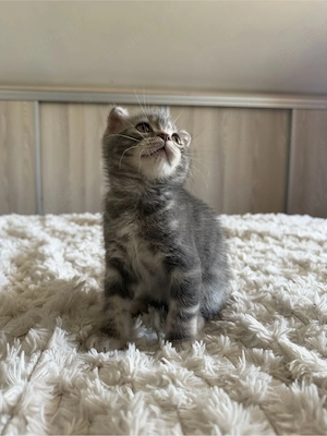 Scottish fold - imagine 4