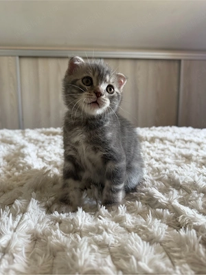 Scottish fold - imagine 3