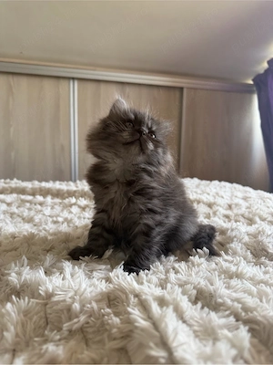 British longhair