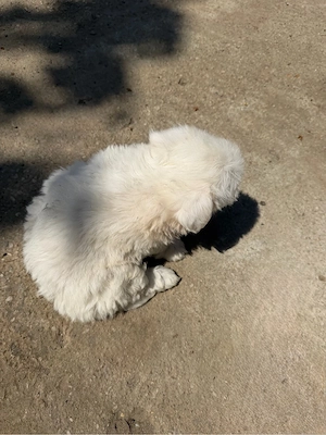 Pui de bichon Maltez 