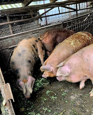 Porci rasa Duroc 130-150 kg - imagine 3