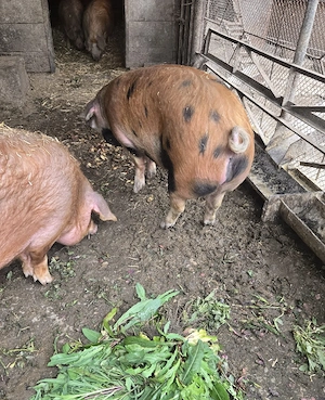 Porci rasa Duroc 130-150 kg - imagine 4