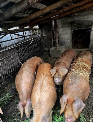 Porci rasa Duroc 130-150 kg - imagine 2