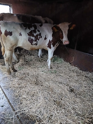Juninci red holstein  - imagine 2