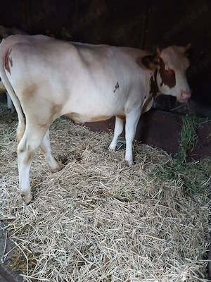 Juninci red holstein  - imagine 3