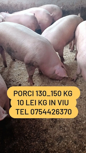 vand porci de carne 