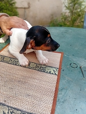 Jack Russel terrier tricolor par lins scurt pui cu pasaport european