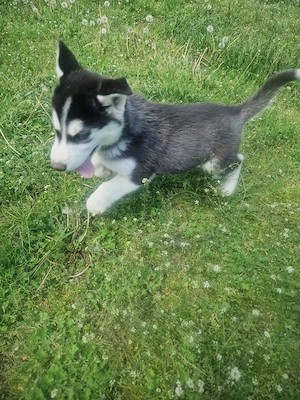 Catel Husky am rămas singur!!! - imagine 3