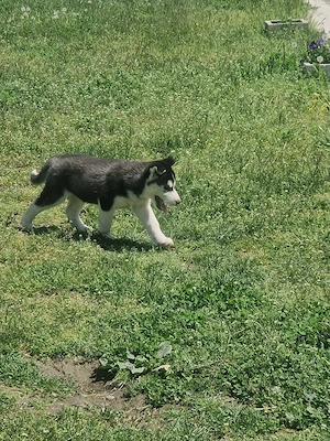 Catel Husky am rămas singur!!! - imagine 2
