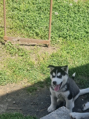 Catel Husky am rămas singur!!! - imagine 5
