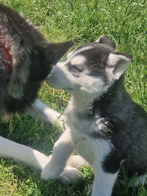 Catel Husky am rămas singur!!! - imagine 4
