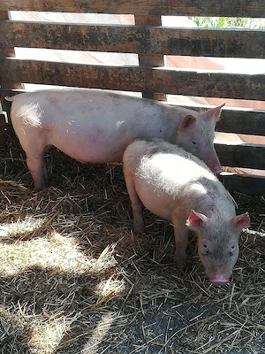 Porc.        