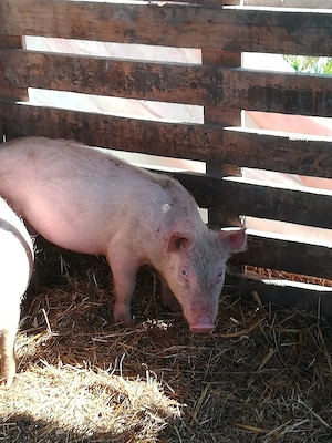 Porc.     
