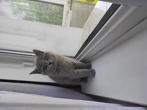  Pisică British Shorthair  - imagine 4