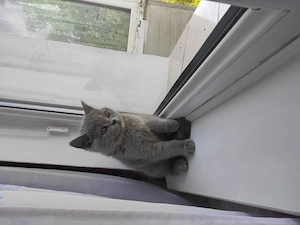  Pisică British Shorthair  - imagine 5