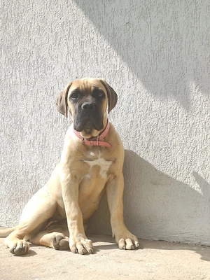 Femela Cane Corso FCI- Strong Italian Bloodline