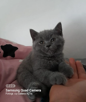 Pisicuțele cauta casa noua