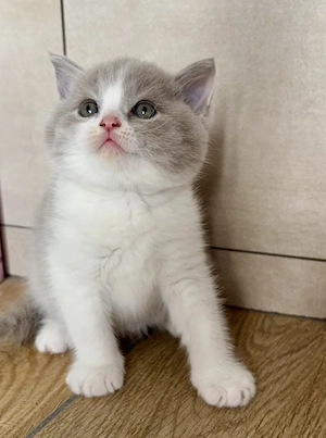 Scottish fold și scottish straight