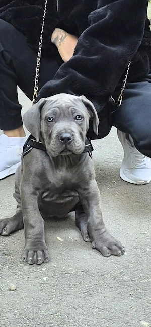 Vand pui de cane corso