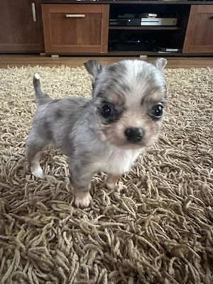 Pui catei chihuahua - imagine 5
