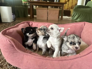Pui catei chihuahua