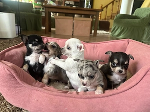 Pui catei chihuahua - imagine 4
