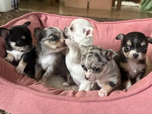 Pui catei chihuahua - imagine 3
