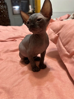 Pui Sphinx Baiat  - imagine 3