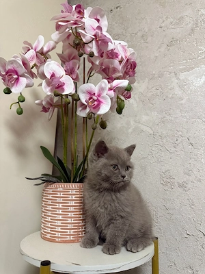 British shorthair lilac  - imagine 2