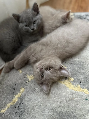 British shorthair lilac  - imagine 3