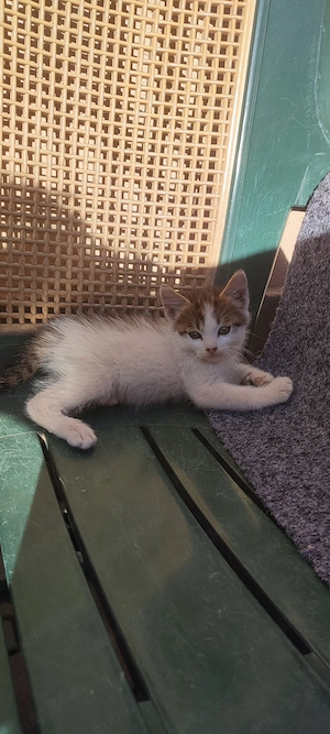 Pisici 3luni 1 motan și 2 pisicute