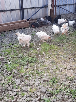 pui de găină