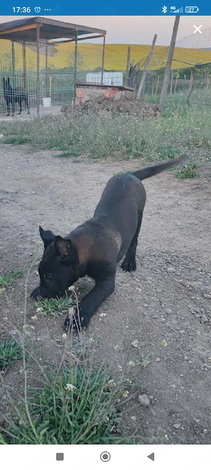 Căței Belgian Malinois  - imagine 2