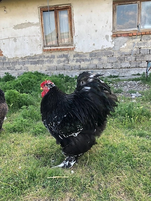 Vand cocos si gaini Brahma bobat , exemplare selectate - imagine 3