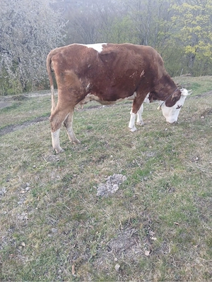 vaca de vanzare  - imagine 2